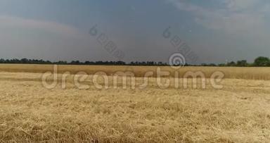 <strong>黄穗</strong>小麦在风中摇摆，小麦成熟<strong>穗</strong>的背景场，收获，小麦在田间生长，空中生长